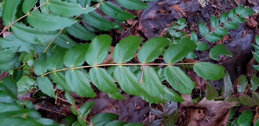 Mahonia nervosa plantplacesimage20181220_161129.jpg