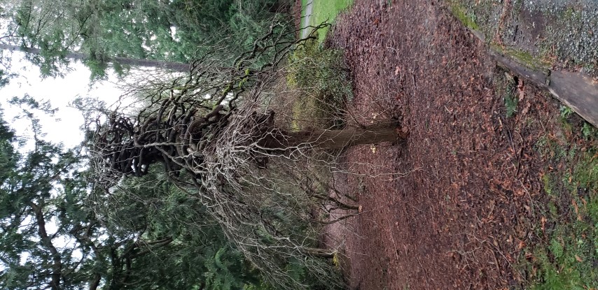 Ulmus glabra plantplacesimage20181220_161422.jpg