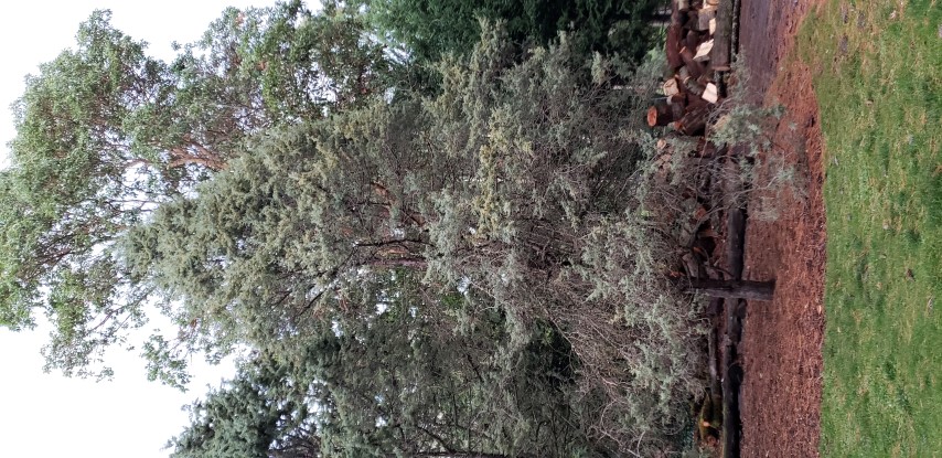 Cupressus torulosa plantplacesimage20181220_161545.jpg