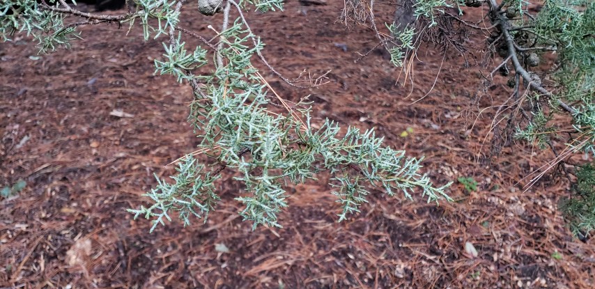 Cupressus torulosa plantplacesimage20181220_161638.jpg