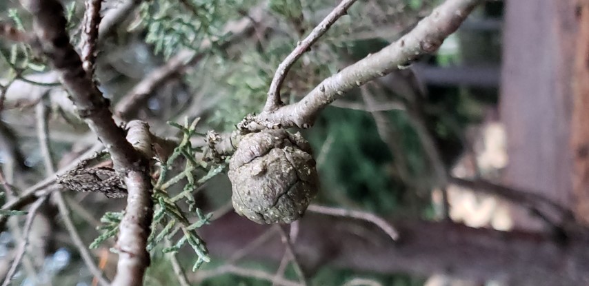 Cupressus torulosa plantplacesimage20181220_161703.jpg