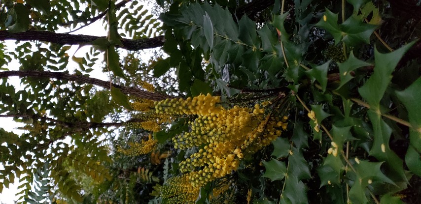 Mahonia  plantplacesimage20181220_162738.jpg