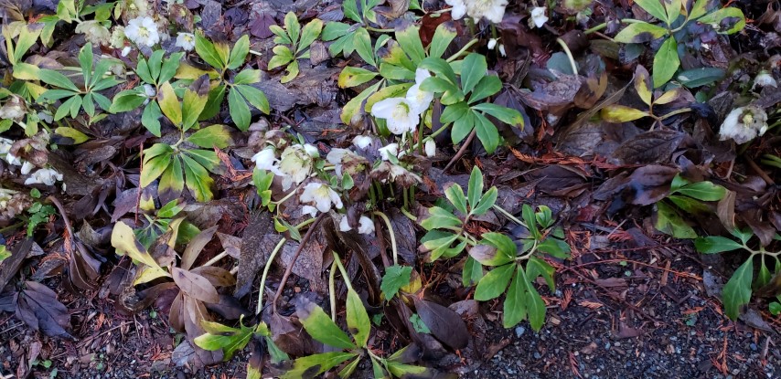 Helleborus orientalis plantplacesimage20181220_162918.jpg