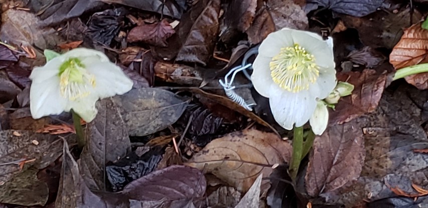 Helleborus orientalis plantplacesimage20181220_162926.jpg