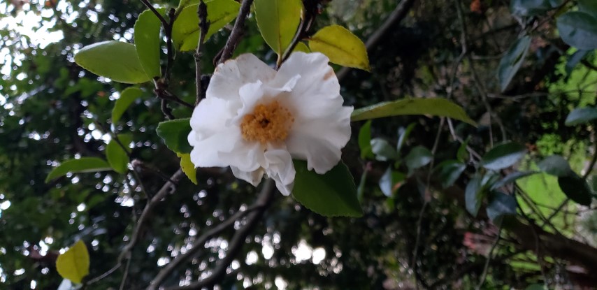 Camellia sasanqua plantplacesimage20181220_163151.jpg