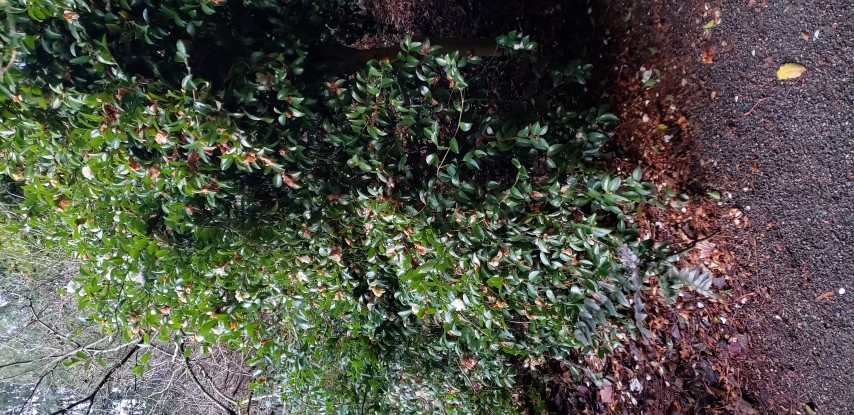 Camellia sasanqua plantplacesimage20181220_163249.jpg