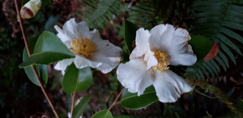 Camellia sasanqua plantplacesimage20181220_163405.jpg