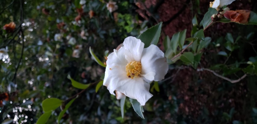 Camellia sasanqua plantplacesimage20181220_163415.jpg