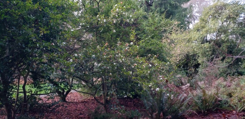 Camellia sasanqua plantplacesimage20181220_163455.jpg