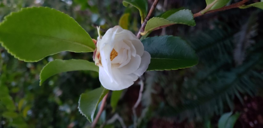Camellia sasanqua plantplacesimage20181220_163516.jpg
