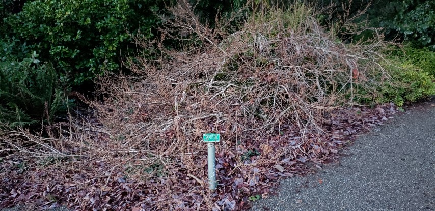 Hamamelis vernalis plantplacesimage20181220_163724.jpg