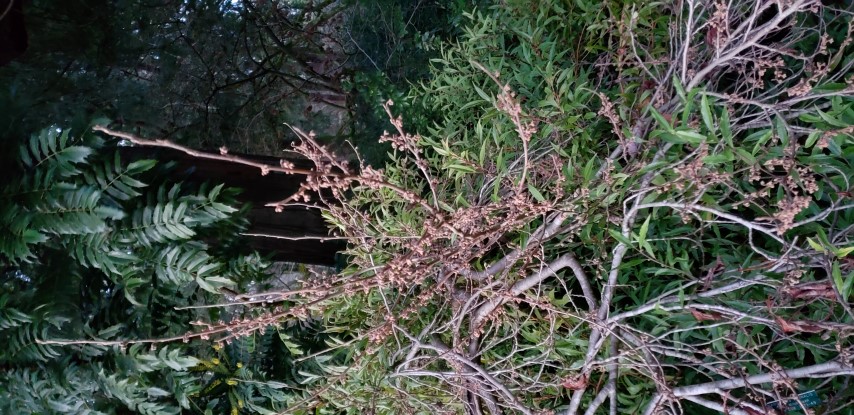 Hamamelis vernalis plantplacesimage20181220_163739.jpg