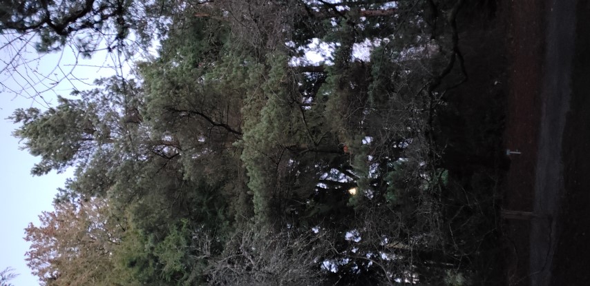 Pinus contorta plantplacesimage20181220_165120.jpg