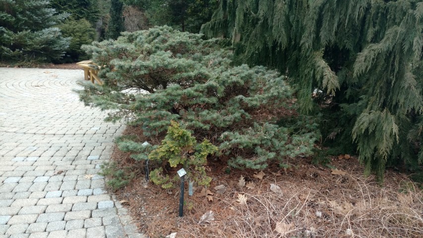 Picea pungens plantplacesimage20190302_110622.jpg