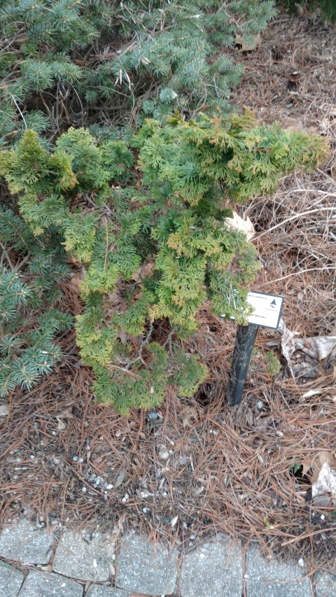 Chamaecyparis obtusa plantplacesimage20190302_110939.jpg