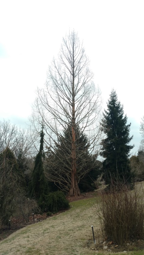 Metasequoia glyptostroboides plantplacesimage20190302_120923.jpg