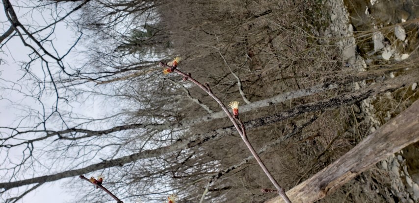 Acer rubrum plantplacesimage20190324_155359.jpg