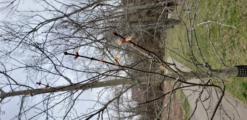 Acer rubrum plantplacesimage20190324_155415.jpg