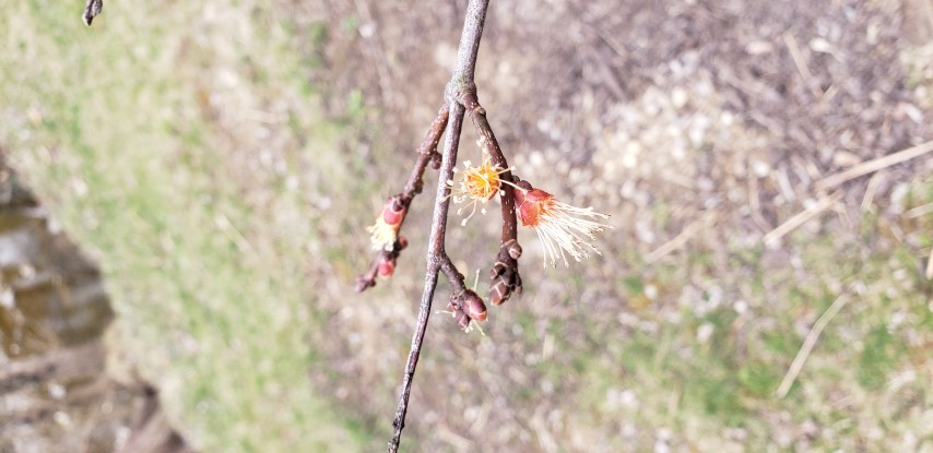 Acer rubrum plantplacesimage20190324_155517.jpg