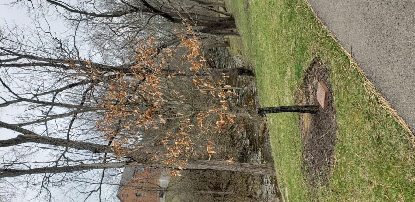 Quercus acutissima plantplacesimage20190324_155621.jpg