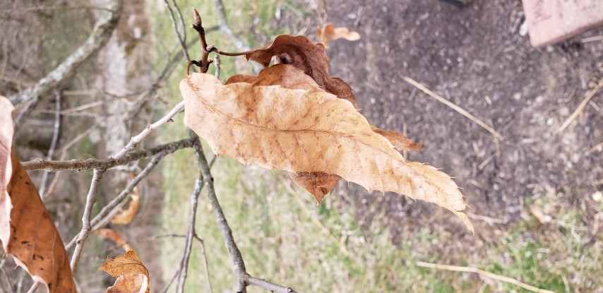 Quercus acutissima plantplacesimage20190324_155636.jpg