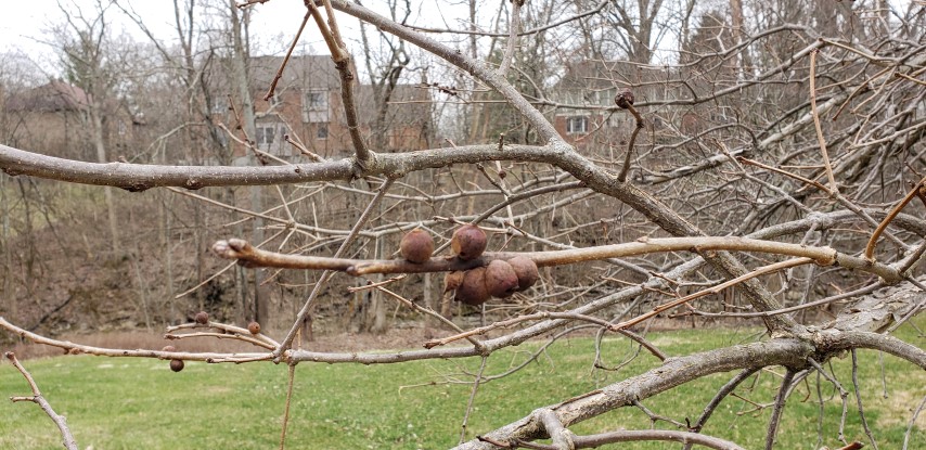 Quercus bicolor plantplacesimage20190324_155834.jpg