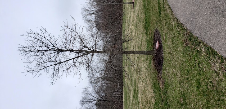 Quercus bicolor plantplacesimage20190324_155849.jpg