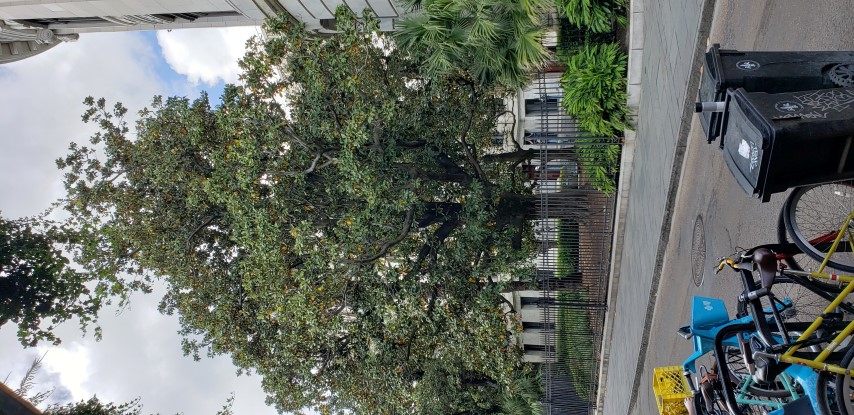 Magnolia grandiflora plantplacesimage20190411_161149.jpg