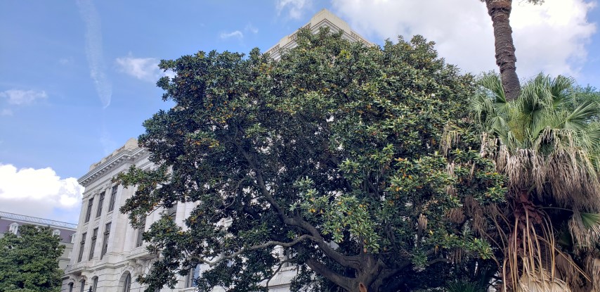 Magnolia grandiflora plantplacesimage20190411_161344.jpg