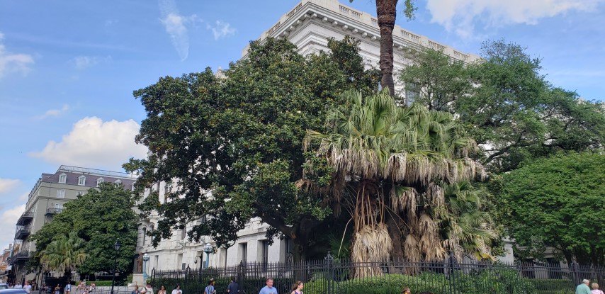 Magnolia grandiflora plantplacesimage20190411_161358.jpg