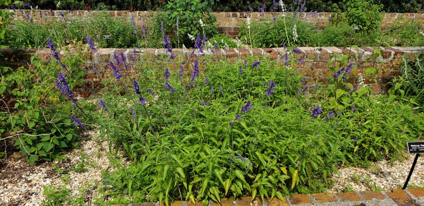 Salvia  plantplacesimage20190413_102902.jpg