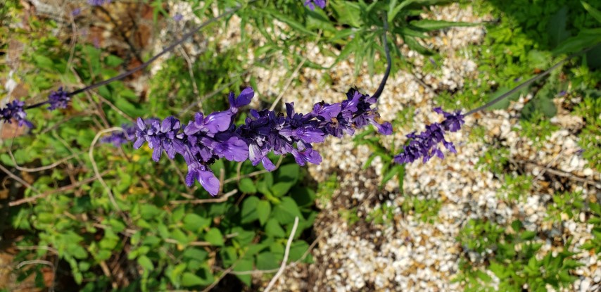 Salvia  plantplacesimage20190413_102911.jpg