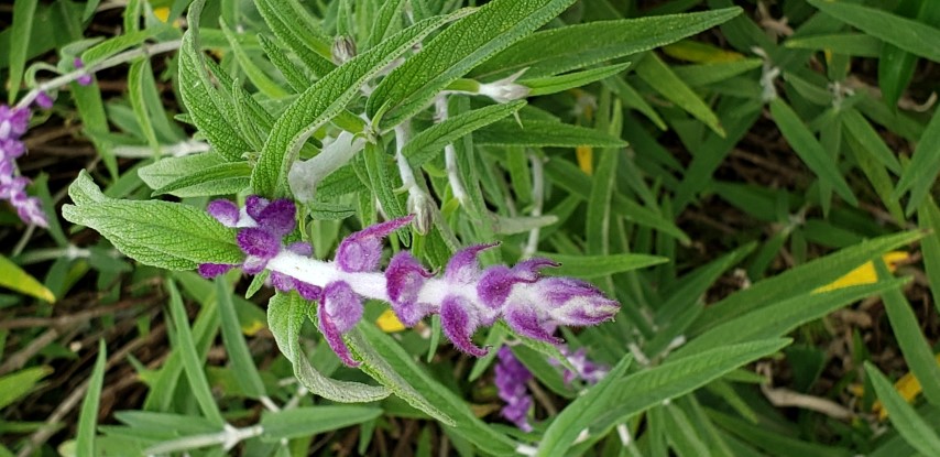 Salvia leucantha plantplacesimage20190413_103032.jpg