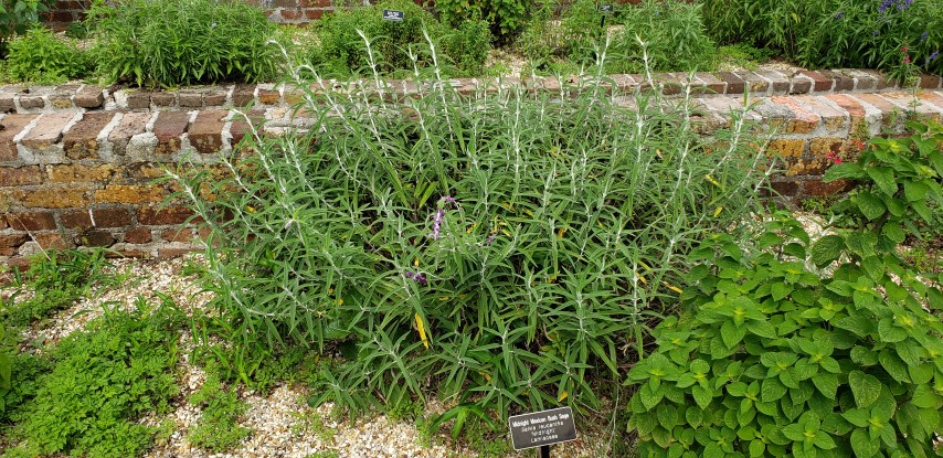 Salvia leucantha plantplacesimage20190413_103109.jpg