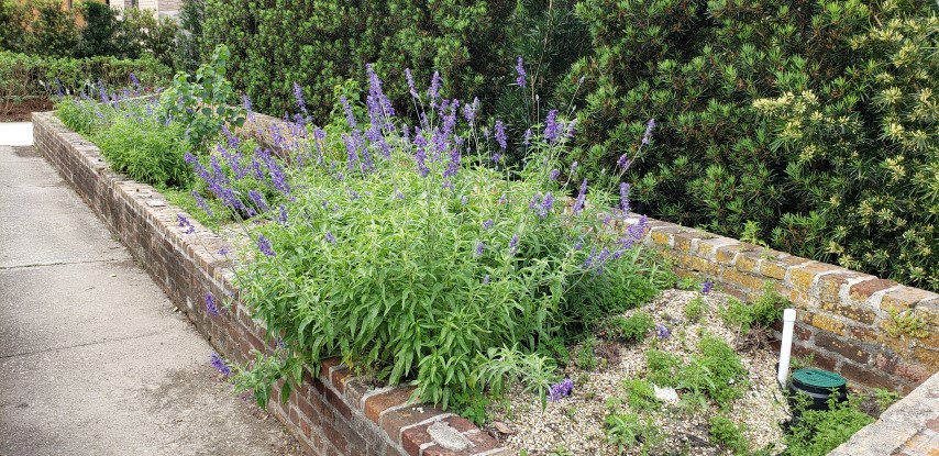 Salvia azurea plantplacesimage20190413_103224.jpg