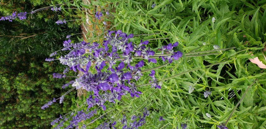 Salvia azurea plantplacesimage20190413_103246.jpg