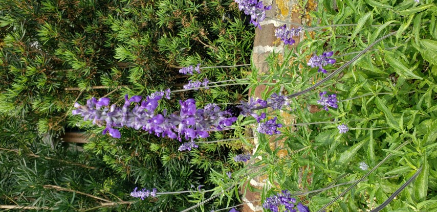 Salvia azurea plantplacesimage20190413_103311.jpg