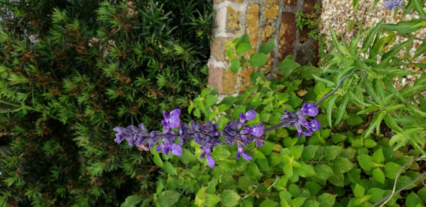 Salvia farinacea plantplacesimage20190413_103331.jpg