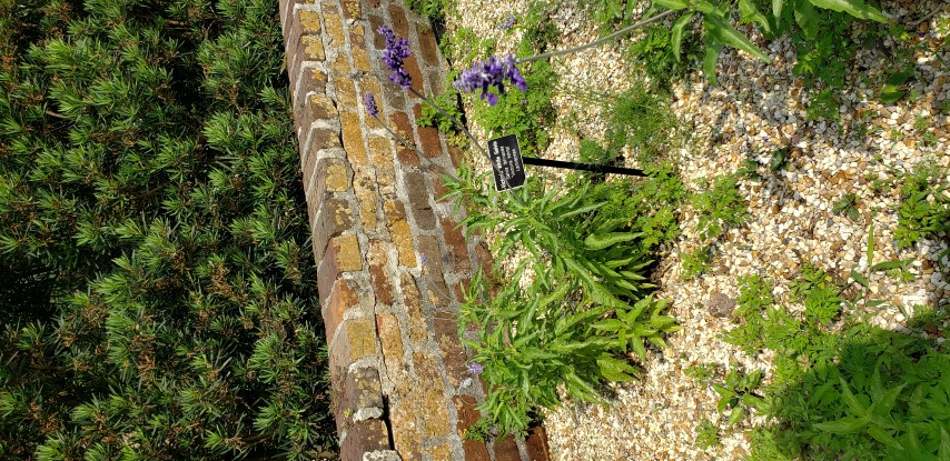 Salvia farinacea plantplacesimage20190413_103445.jpg