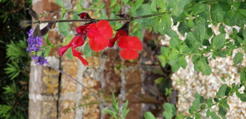 Salvia greggii plantplacesimage20190413_103538.jpg