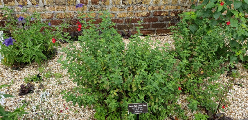 Salvia greggii plantplacesimage20190413_103618.jpg