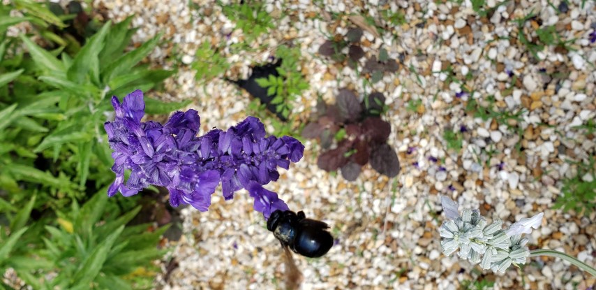 Salvia durifolia plantplacesimage20190413_103700.jpg