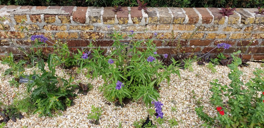 Salvia durifolia plantplacesimage20190413_103753.jpg