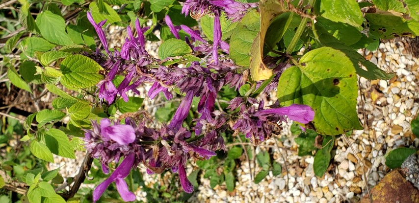 Salvia  plantplacesimage20190413_103846.jpg