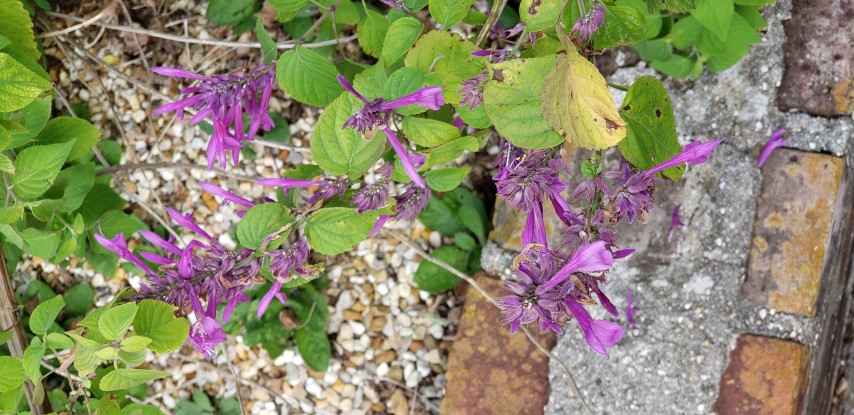 Salvia  plantplacesimage20190413_103903.jpg