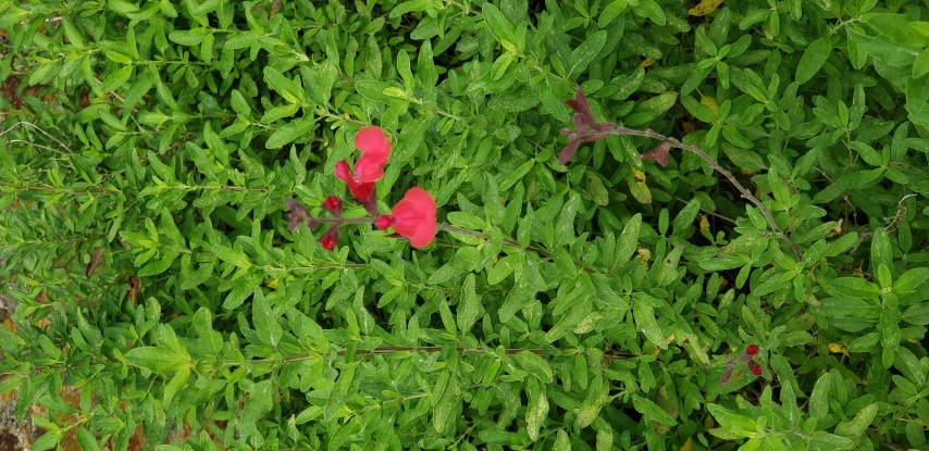 Salvia greggii plantplacesimage20190413_104057.jpg