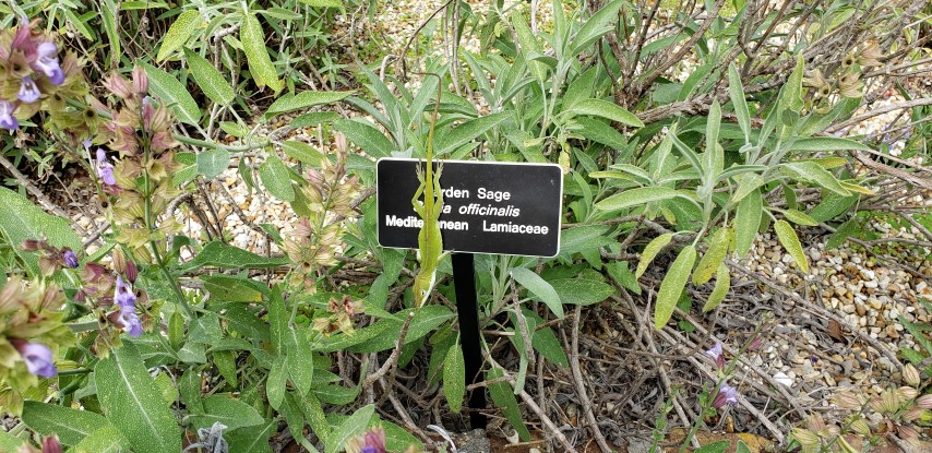 Salvia officinalis plantplacesimage20190413_104152.jpg