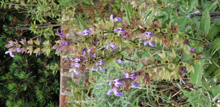 Salvia officinalis plantplacesimage20190413_104215.jpg