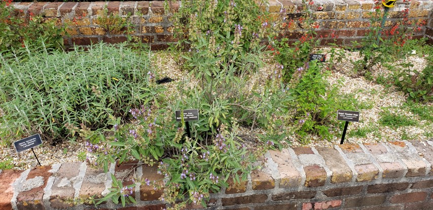 Salvia officinalis plantplacesimage20190413_104228.jpg