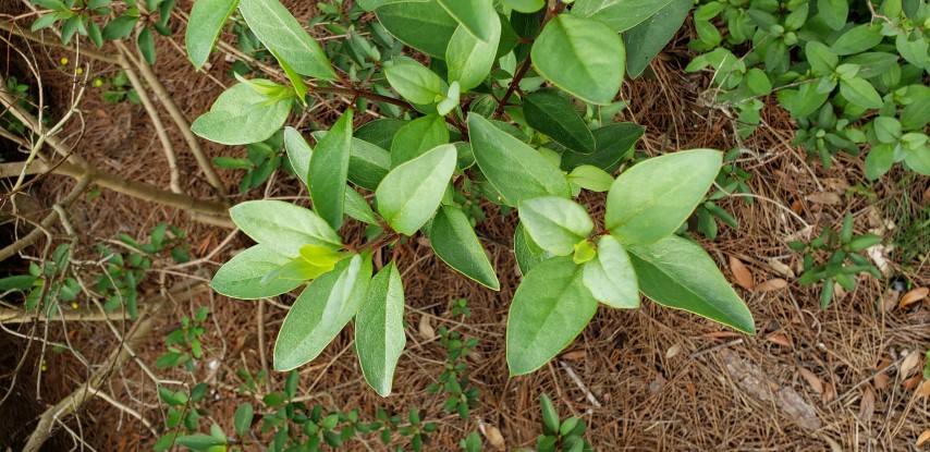 Galphimia glauca plantplacesimage20190413_104529.jpg